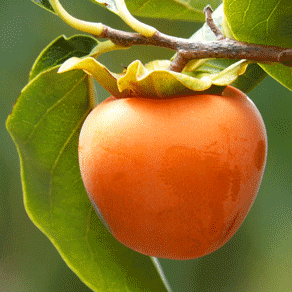 Automne kaki