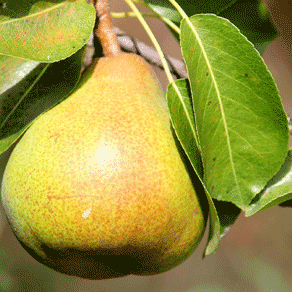 Automne poire
