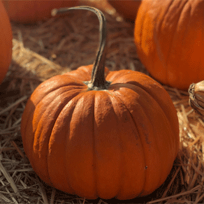 Automne potiron