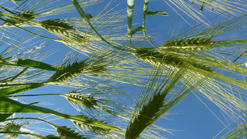 Pain céréales